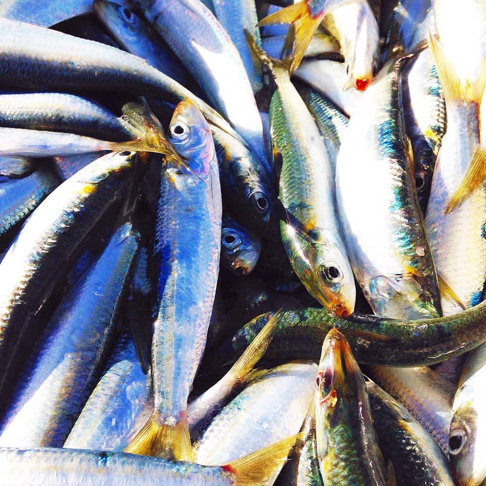 Sardine fishing with Jim Mendolia
