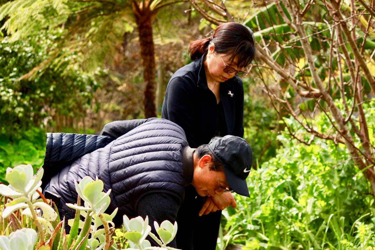 Jindu Kim’s parents, Jaeyeon Jeon and Bong Gab Kim, picking garlic shoots for their son's kimchi.
