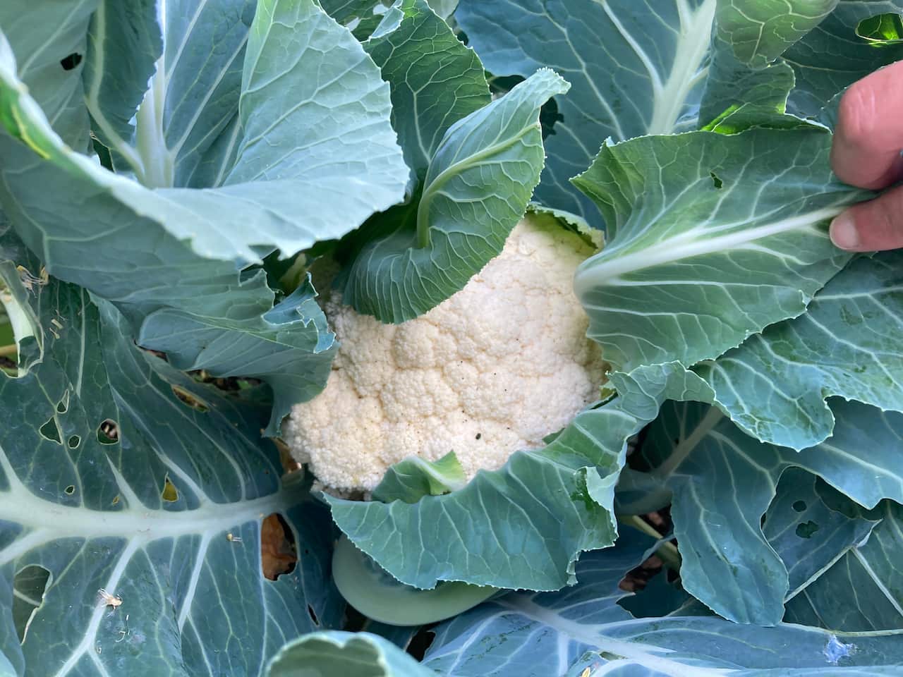 Cauliflower