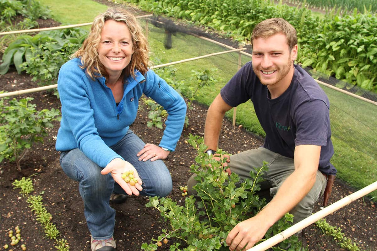 Kate Humble and Joe Archer from Kew Gardens check on the gooseberry plants. 