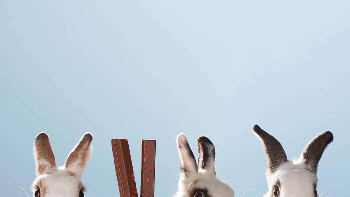 KitKat bunnies Kit kat