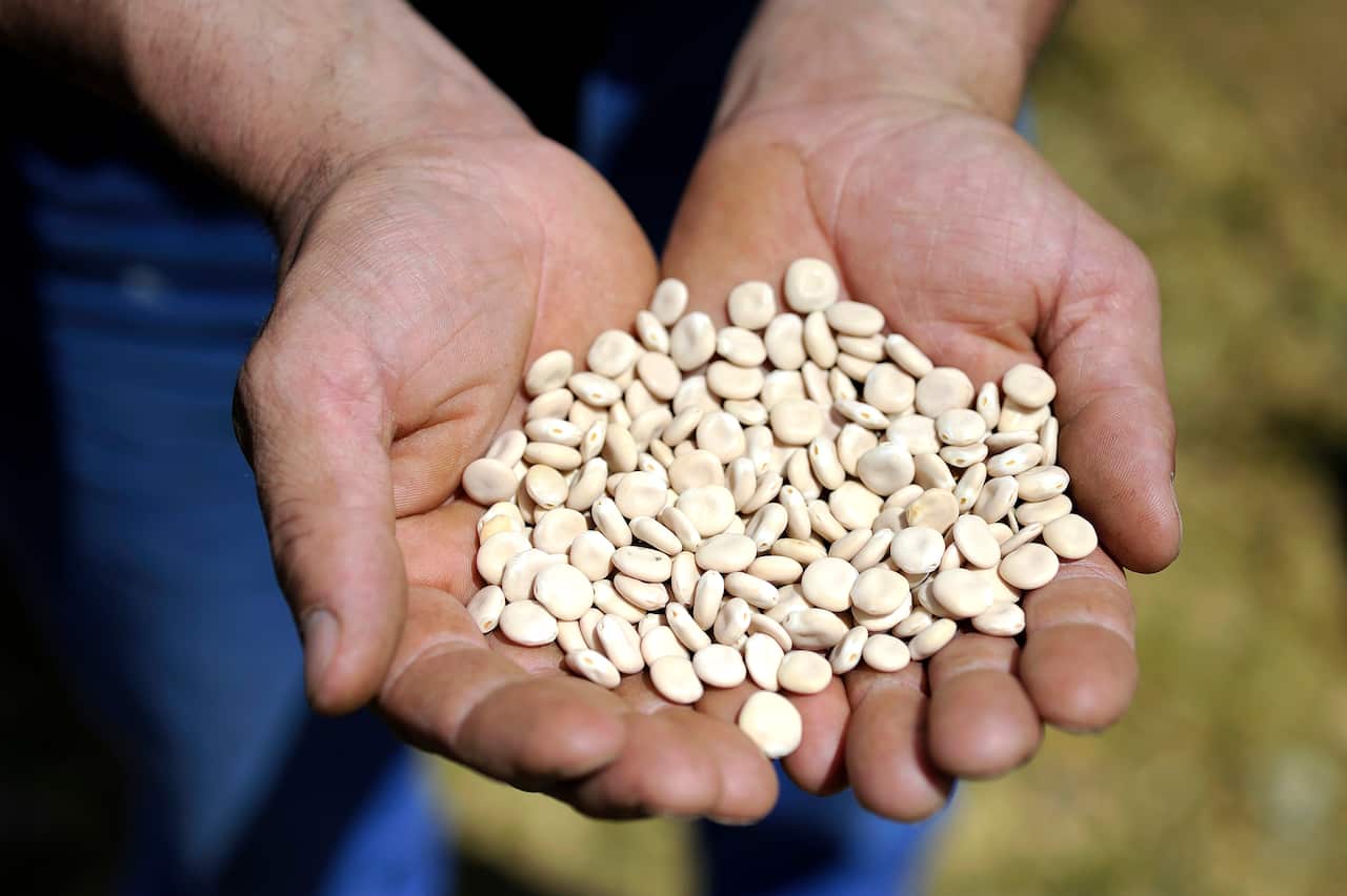 Lupin beans