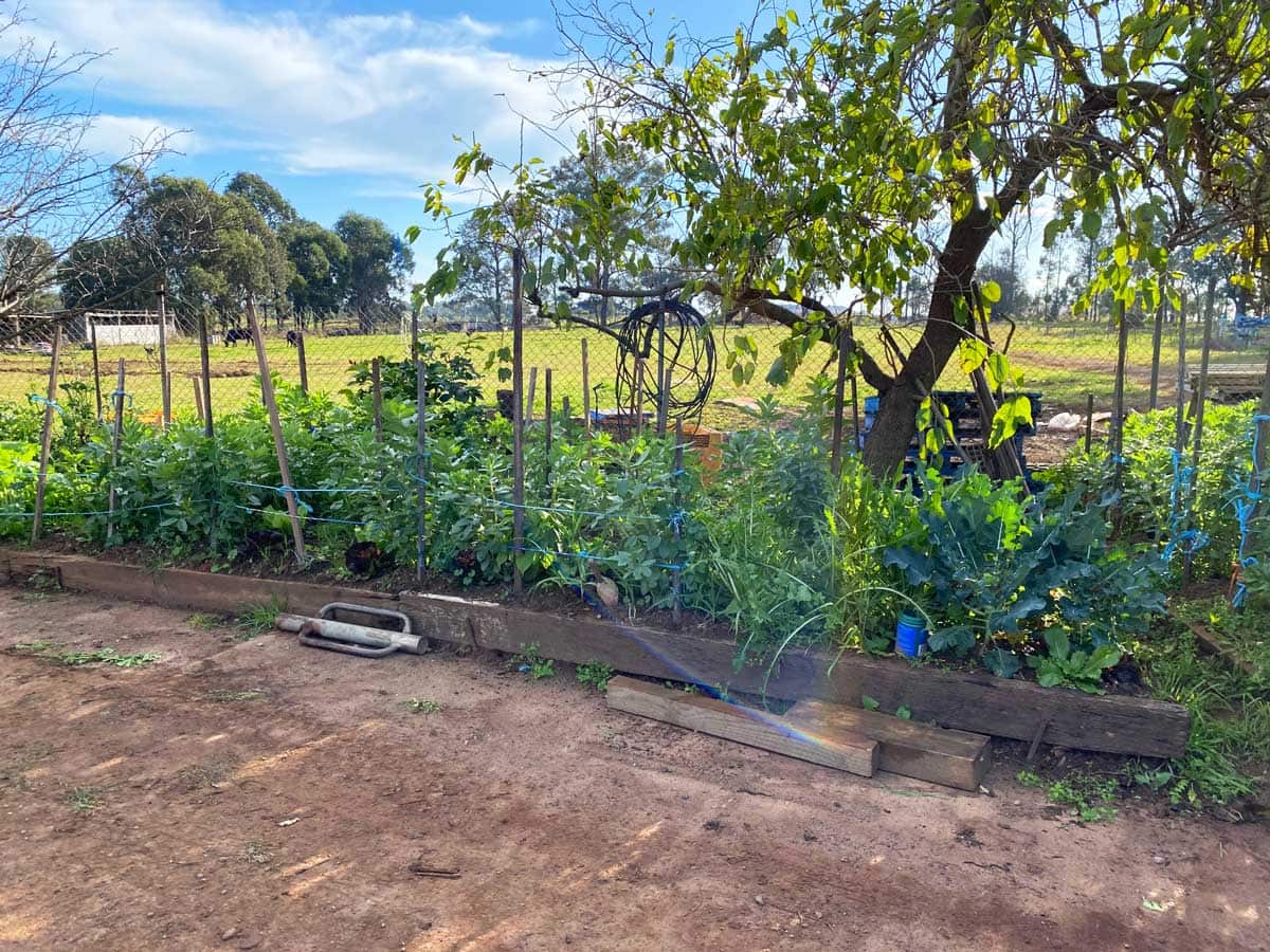 When David was growing up, eggplant, artichokes, tomatoes and broadbeans filled the fields, but now the family just keeps a small vegetable patch.