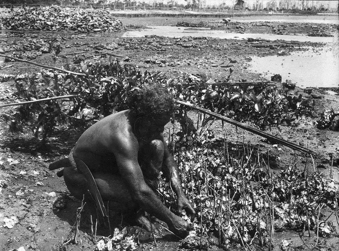 Indigenous man collecting oysters
