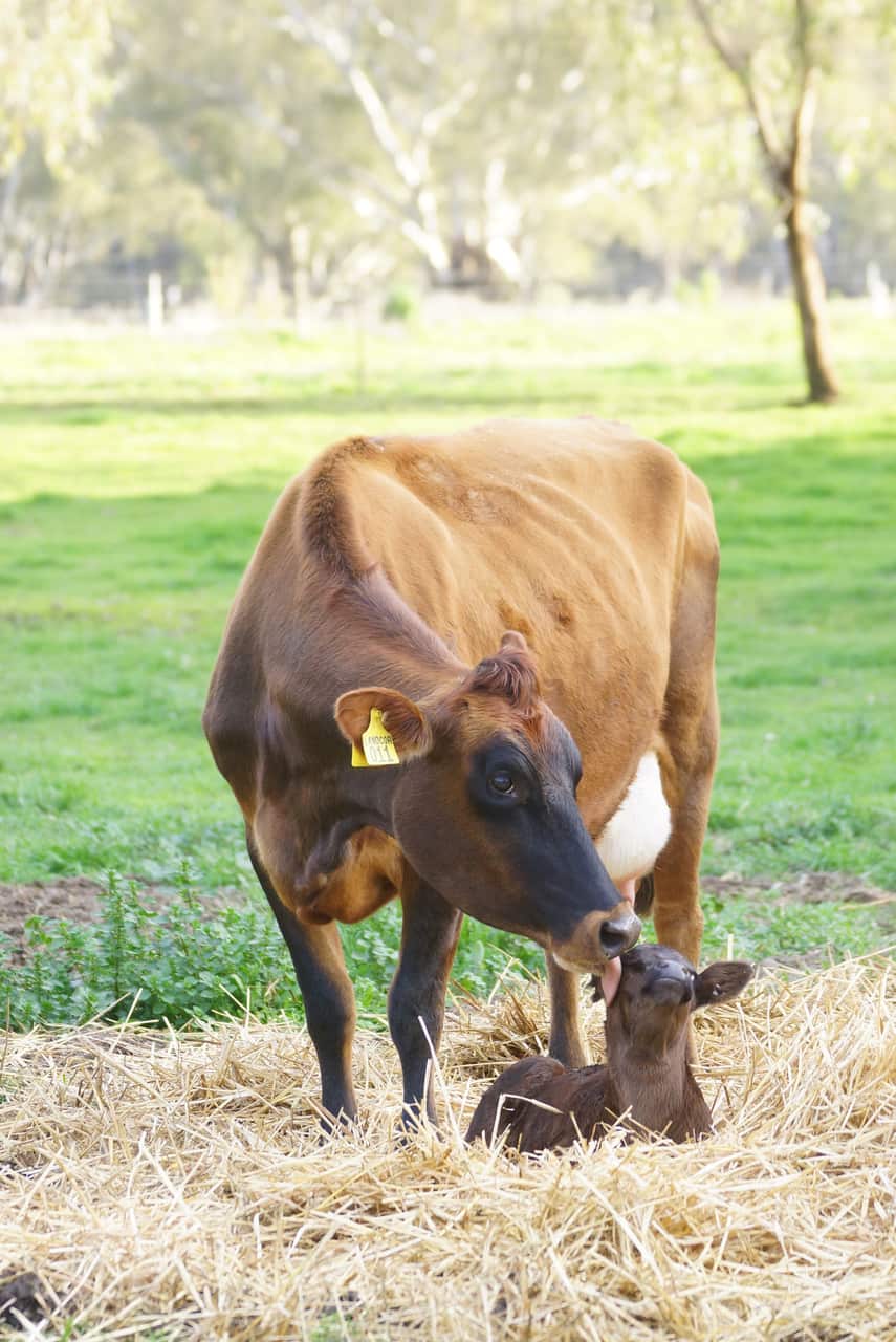 Marion and Mira are part of the well-loved herd at the farm.