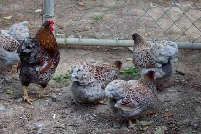 Micro development kickstarter