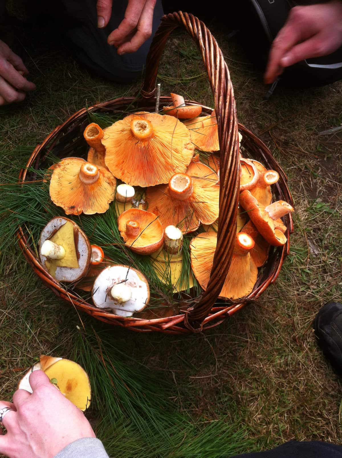 On the hunt for mushrooms.