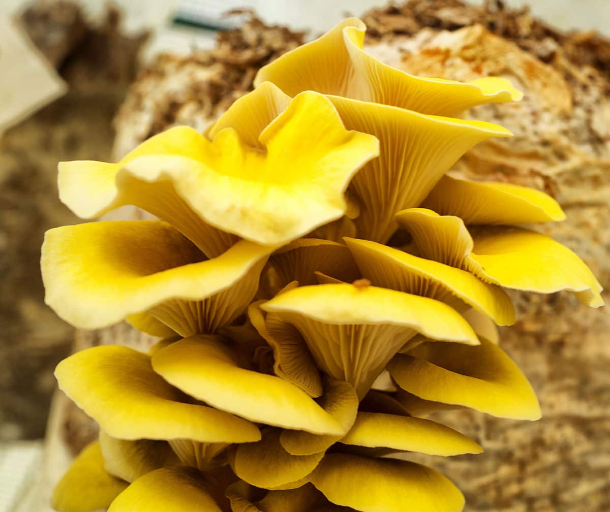 Unusual types of gourmet fungi are on the rise.
