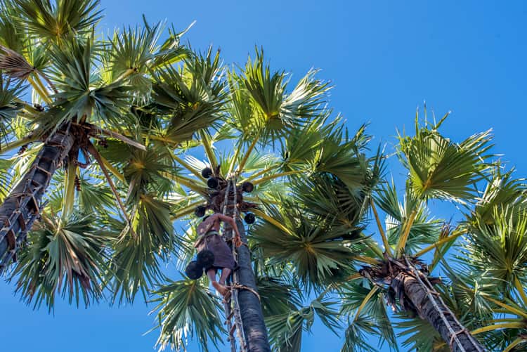 Tapping palm sugar