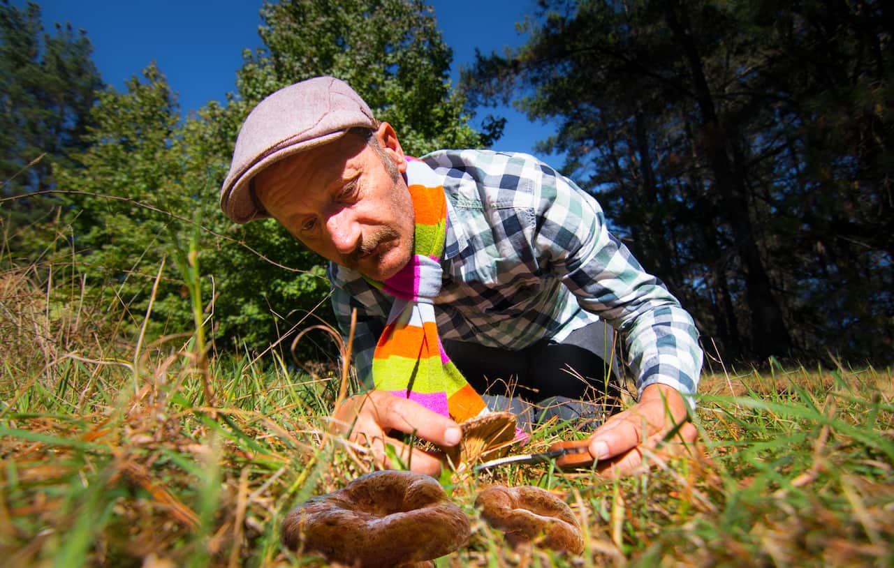 Bonetto collecting mushrooms in the wild.