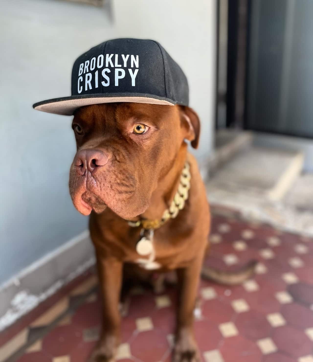 Tucker, one of Andrew Hamilton's dogs.