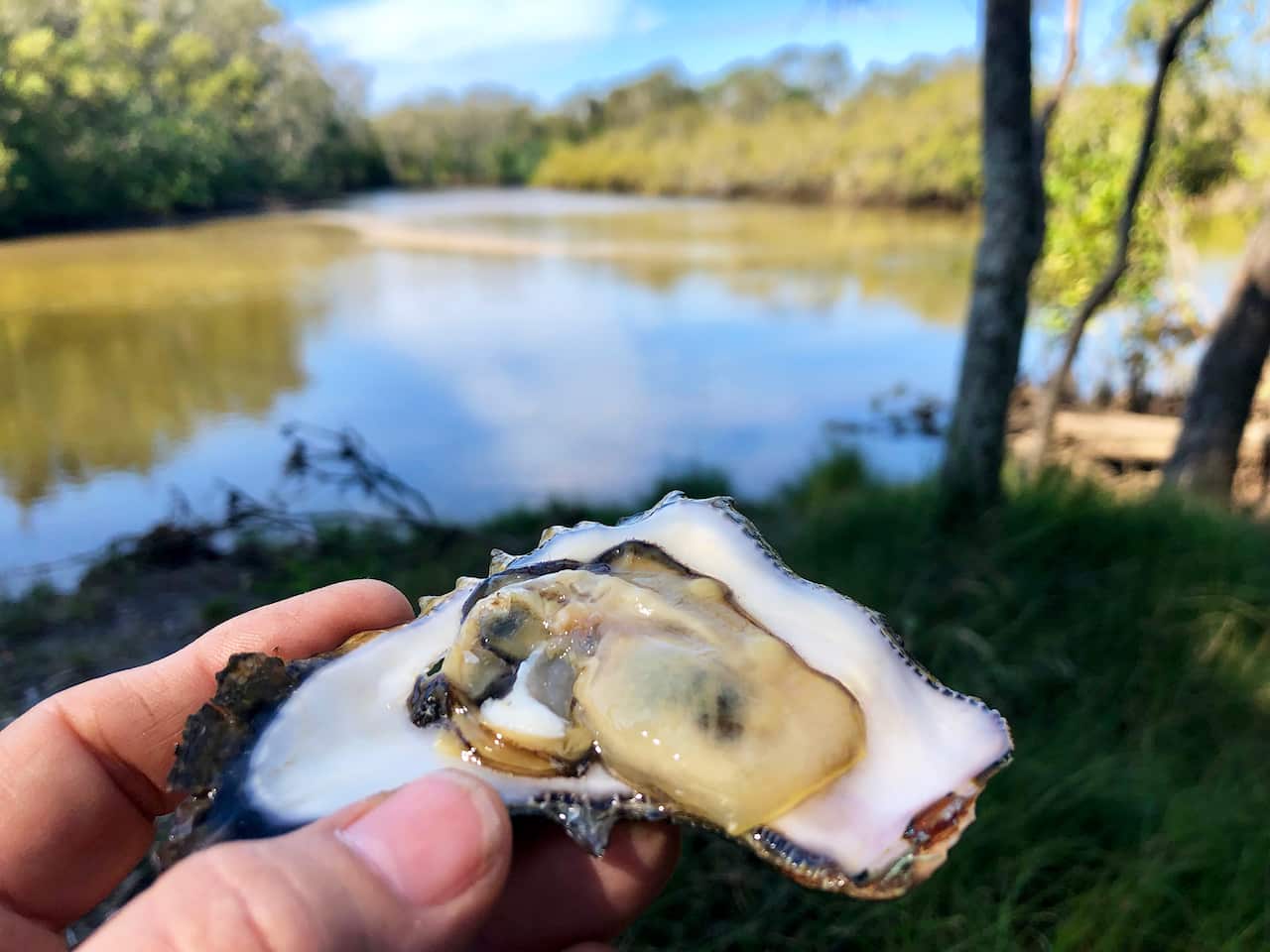 Wild-harvested oysters are a good source of iron.