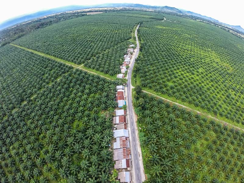Palm oil plantation