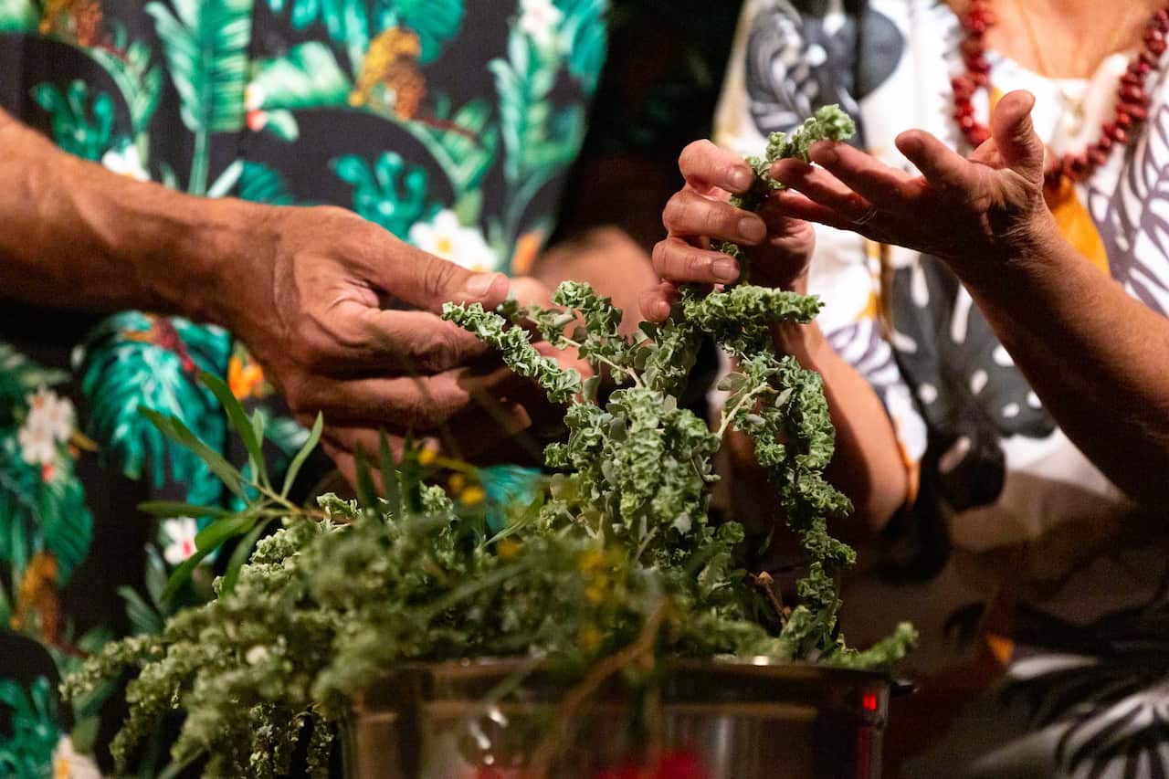 Mark Olive and Rayleen Brown handling saltbush at Parrtjima festival's recent cooking demonstrations in Alice Springs.