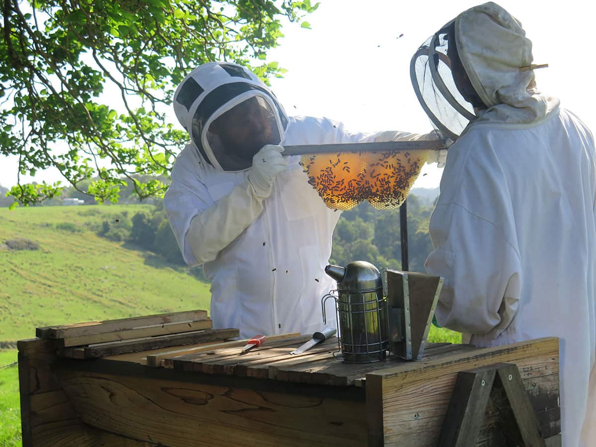Paul and Adrian collect honey