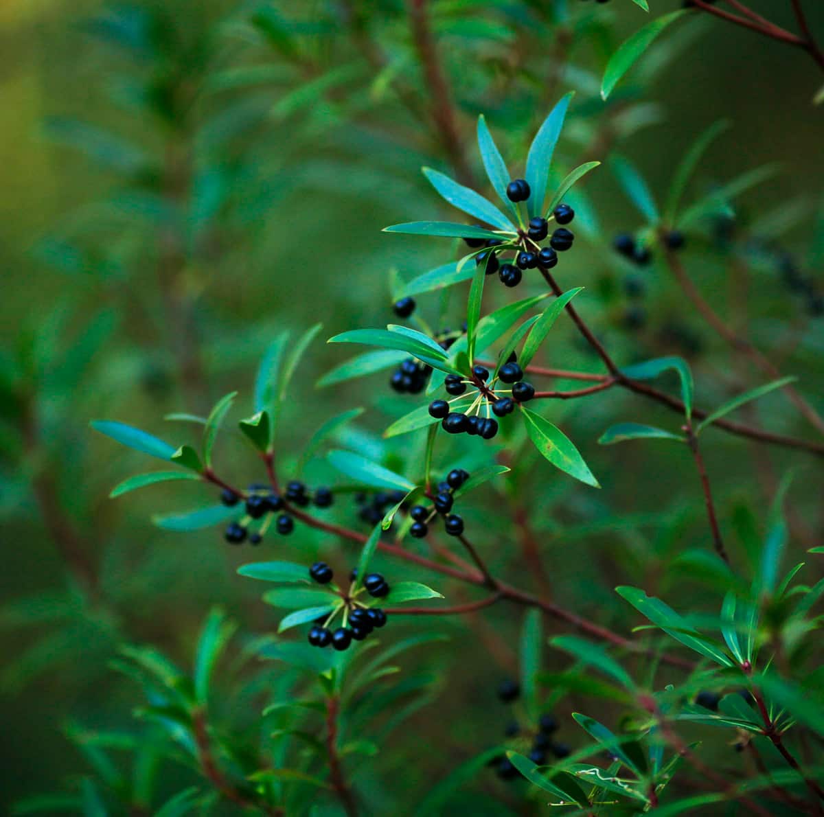 Mountain pepper grown in Braidwood, NSW.