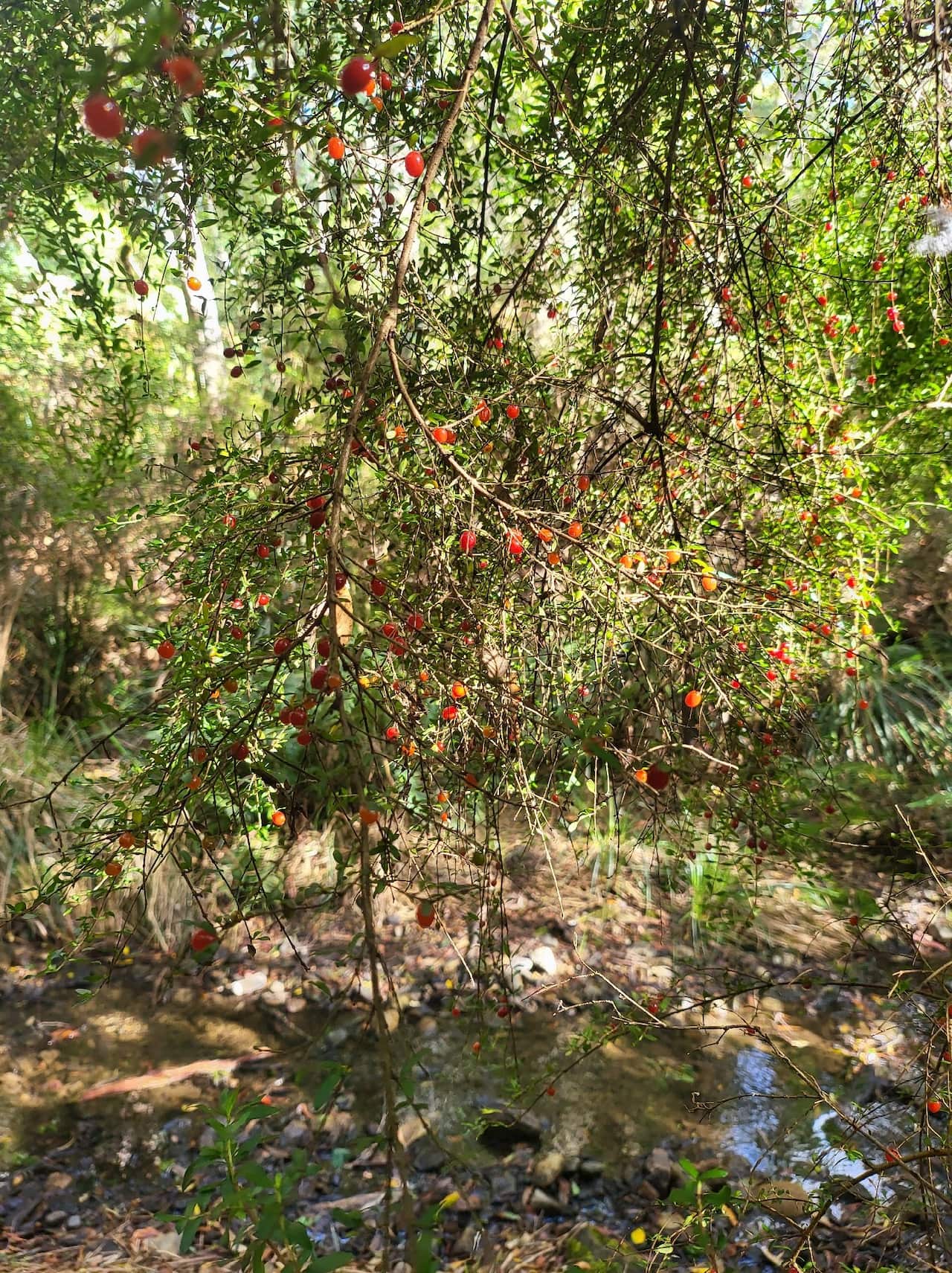 These coffee berries found in Tasmanian wilderness could help Alone participants to keep their vitamin C levels steady. 