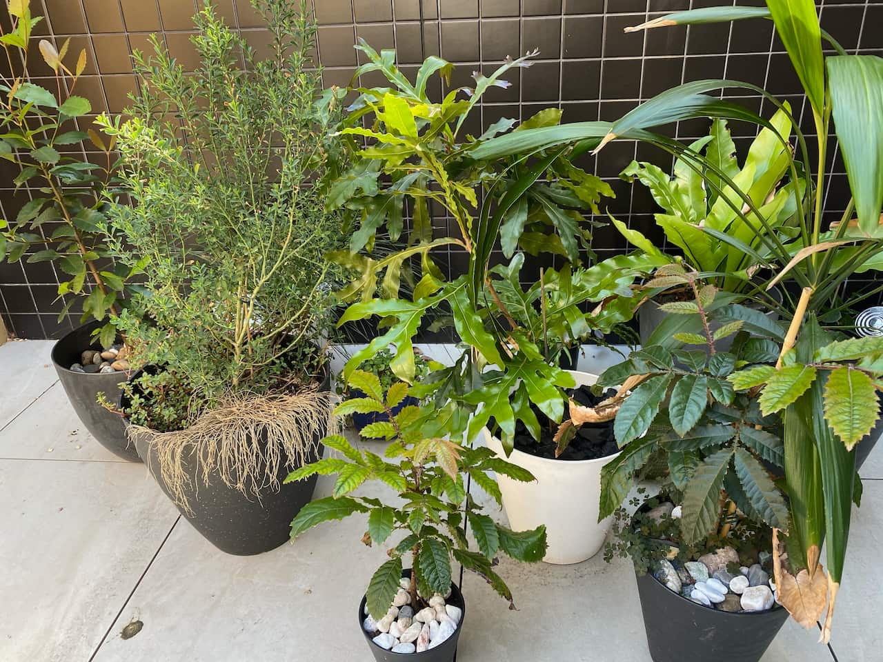  Indigenous bushfood garden native food ingredients