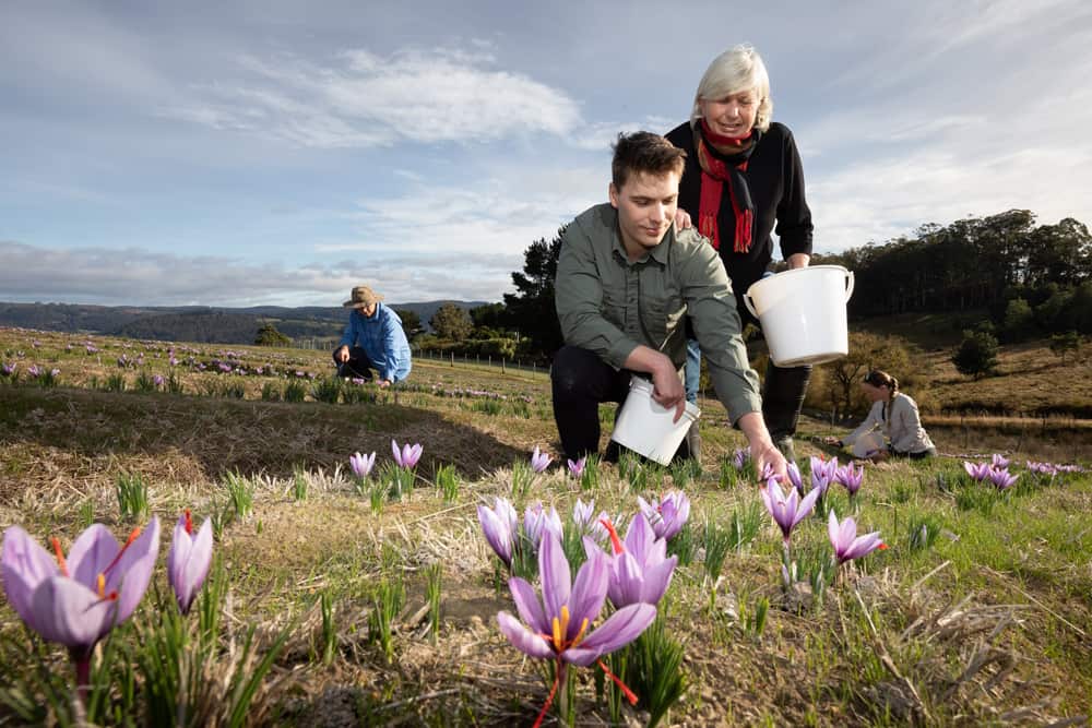 Sally Noonan and her son Patrick of Tas-Saff Saffron harvesting saffron at the families saffron farm at Glaziers Bay in Southern Tasmania. for Corona virus story by Matthew Denholm23/04/2020photo by Peter Mathew