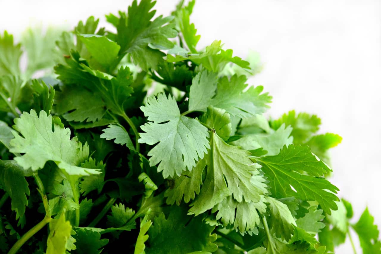 Fresh coriander
