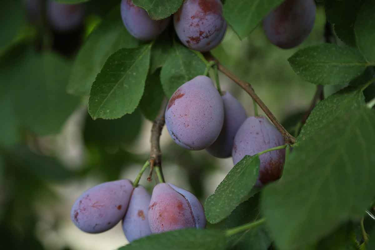 Prune plums on tree in Griffith orchard