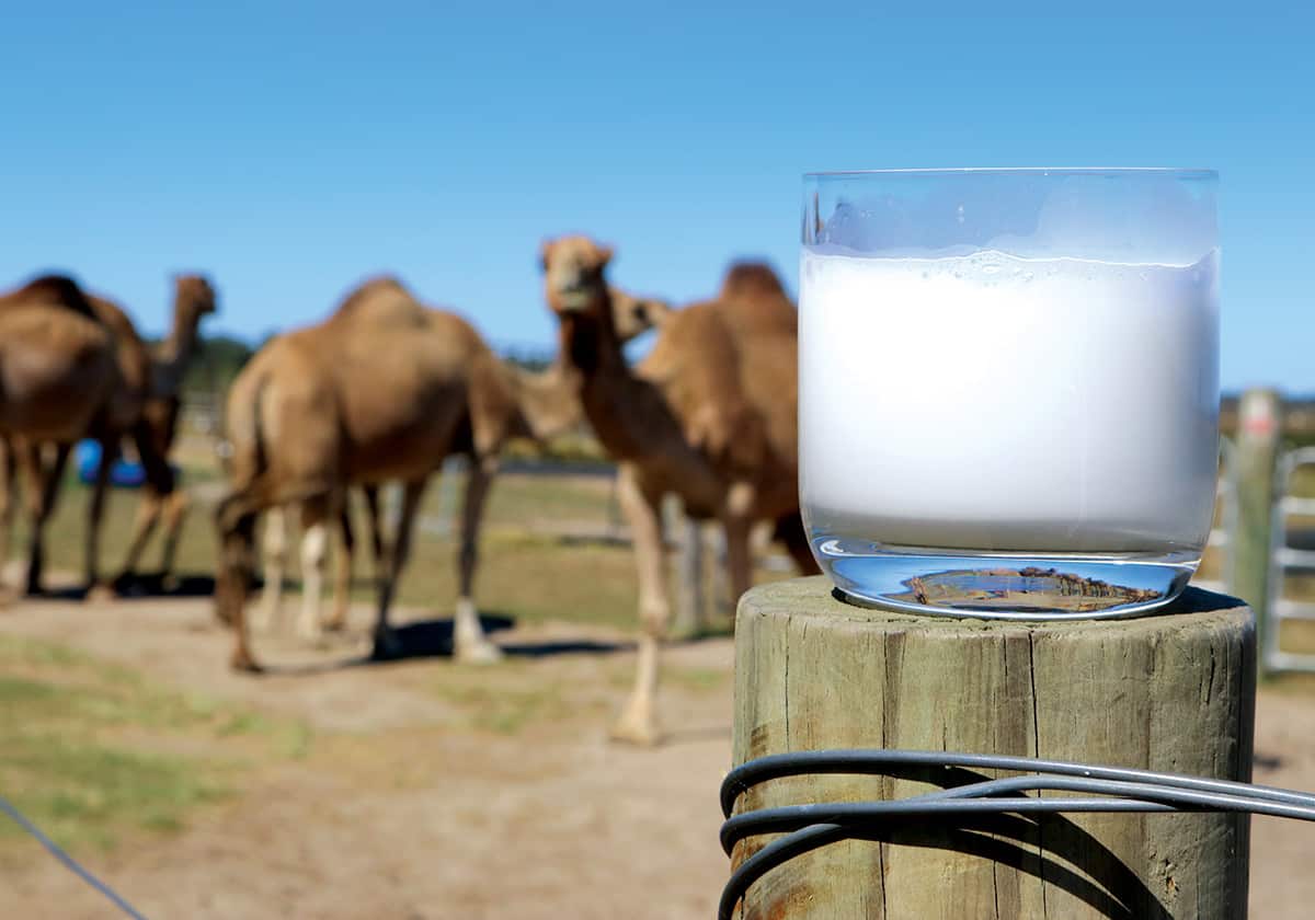 “One of the biggest hurdles with camel milk is getting over the mental ‘hump’ [we see what you did there] of it coming from an animal other than a cow.”