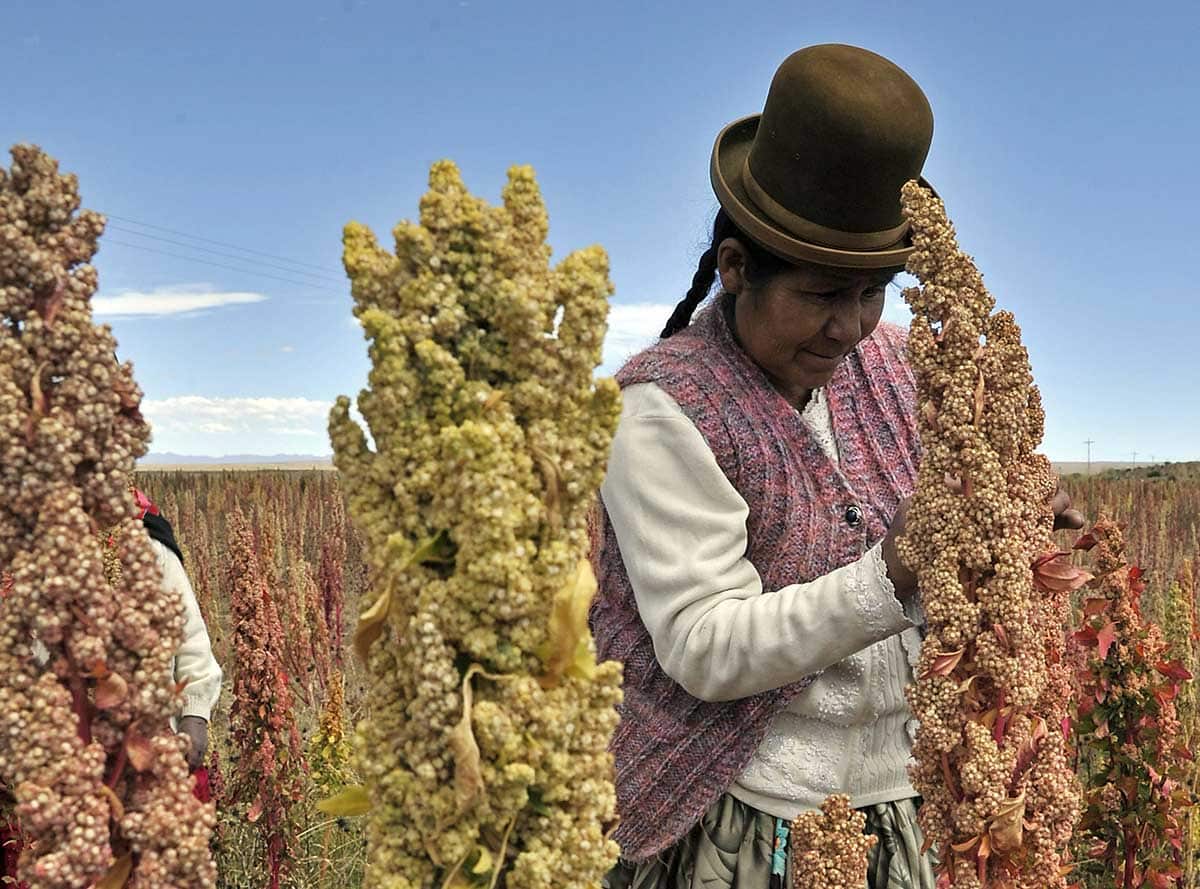 A Bolivian Aymara native inspects a Quinoa plant  in the Bolivian Andes,