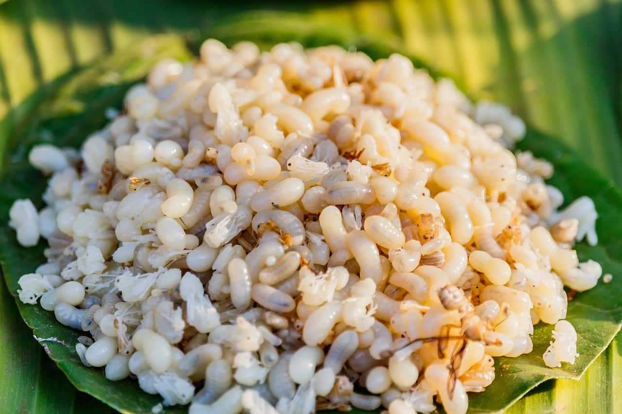 Red ant eggs on a banana leaf