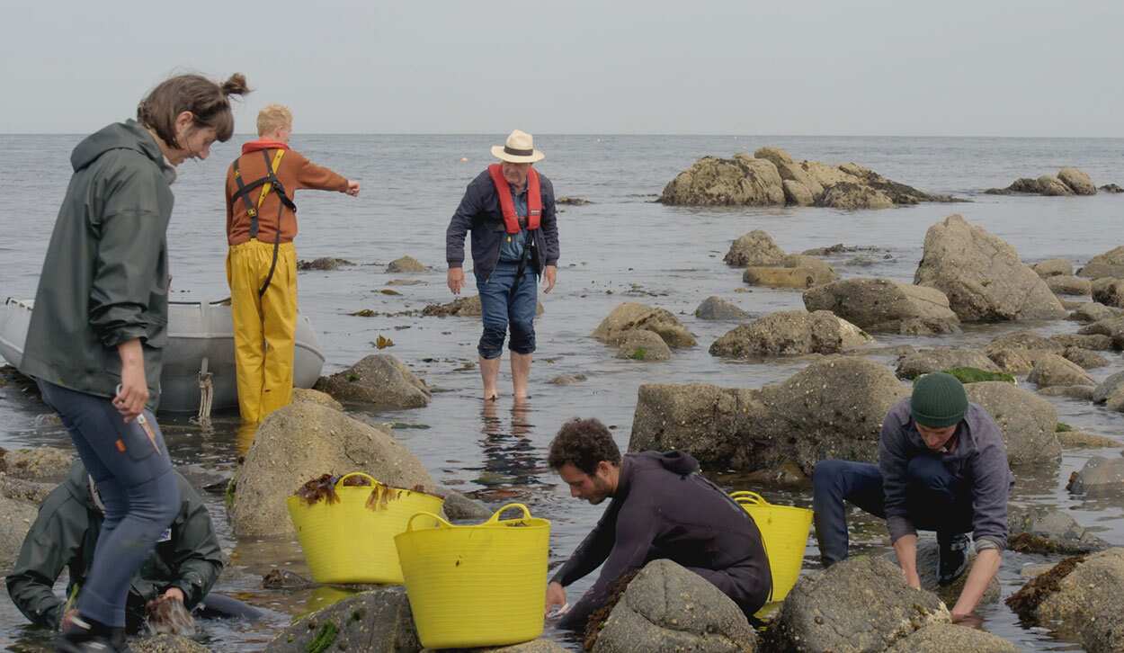 Rick Stein joins seaweed collectors