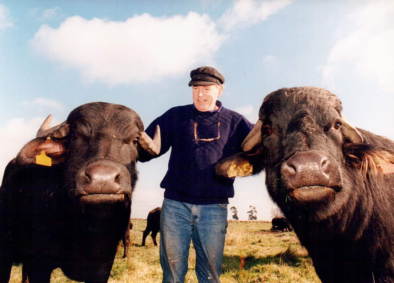 Roger Haldane with buffalo, Shaw River Buffalo Cheese