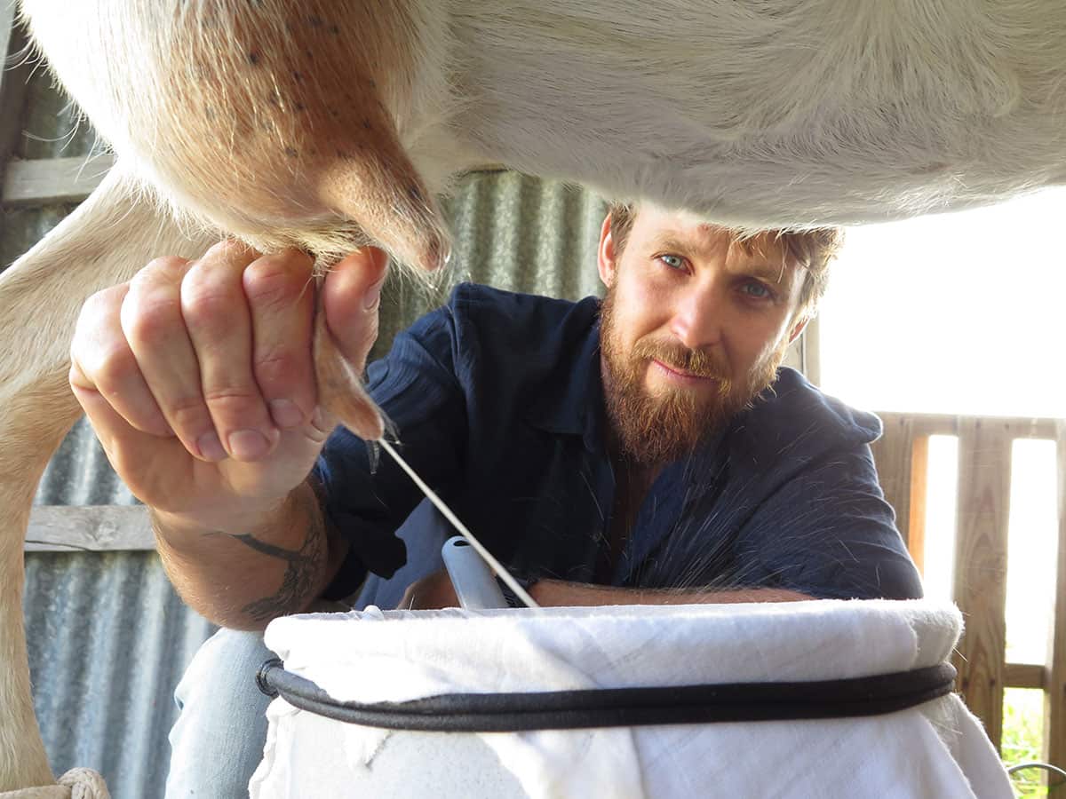 Paul west milking a goat