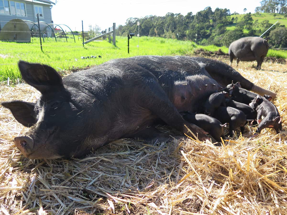 Dolly the pig at River Cottage Australia