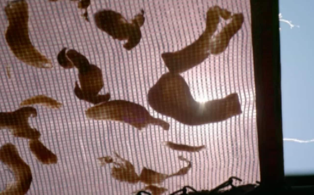 Mushrooms bathing in the Bulgarian sun, as James Wong helps a local farmer to enrich the vegetable with vitamin D. 