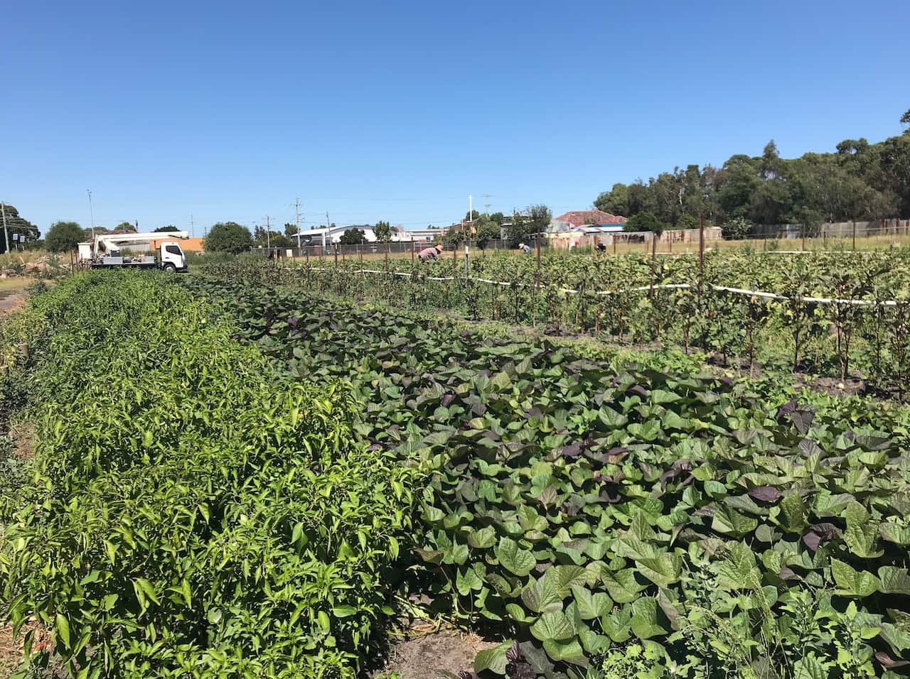 The Harvest of Hope community garden.