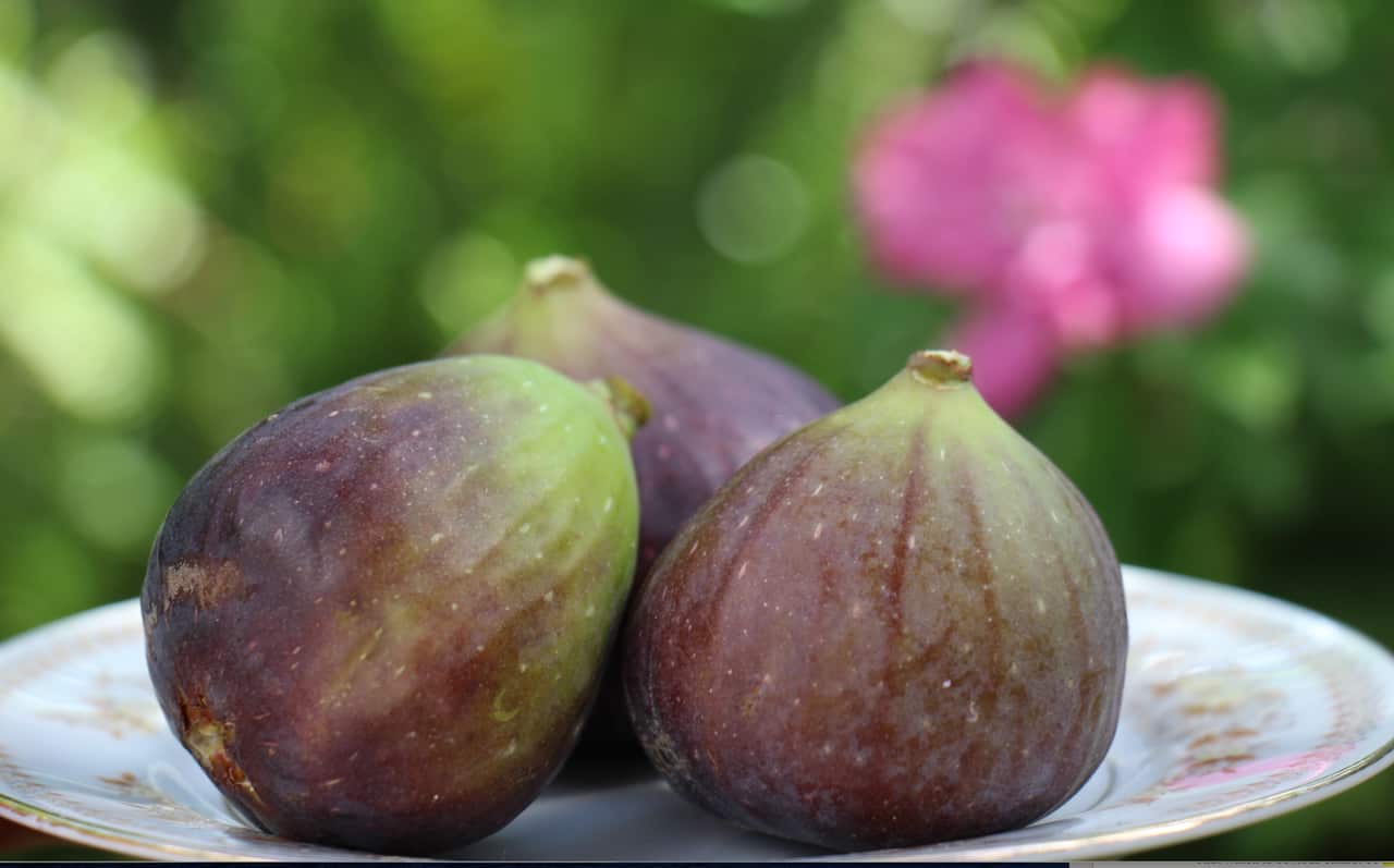 A lot of European people live from the garden, Olympia says