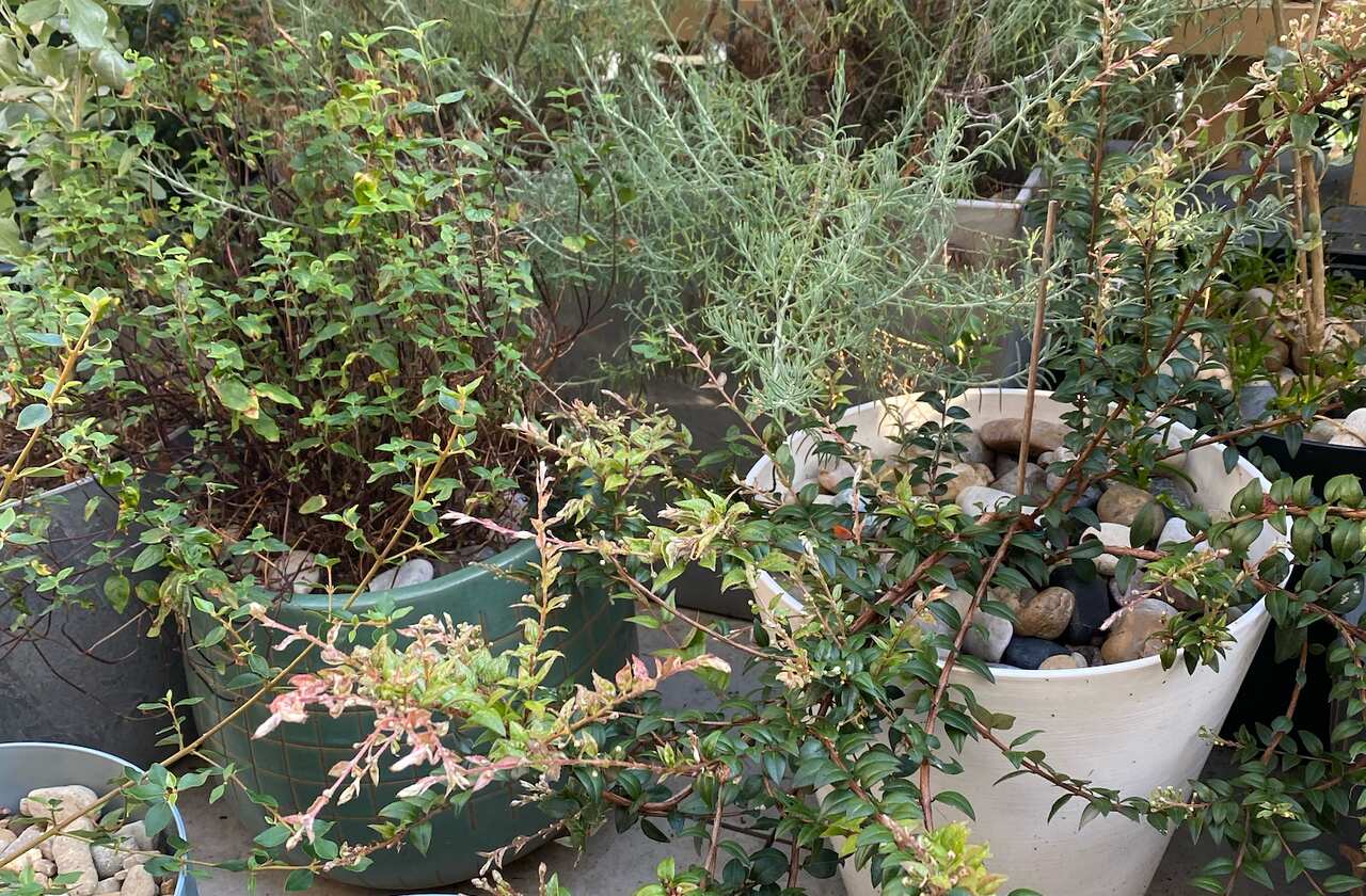 Hampson gets his plants from IndigiGrow, an Indigenous social enterprise at La Perouse in Sydney's south east.