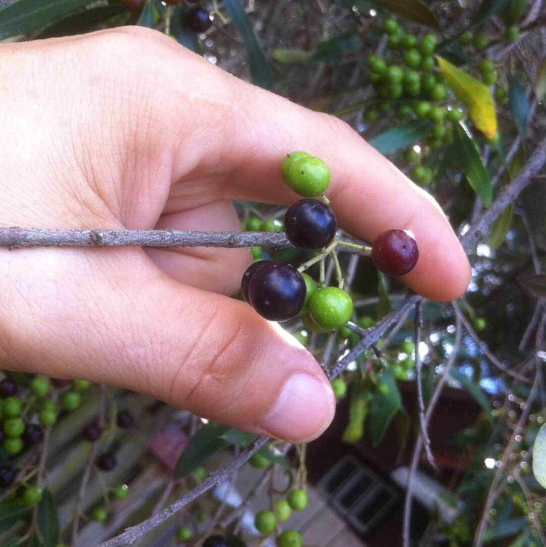 Olives, found wild in nature, picked by hand.