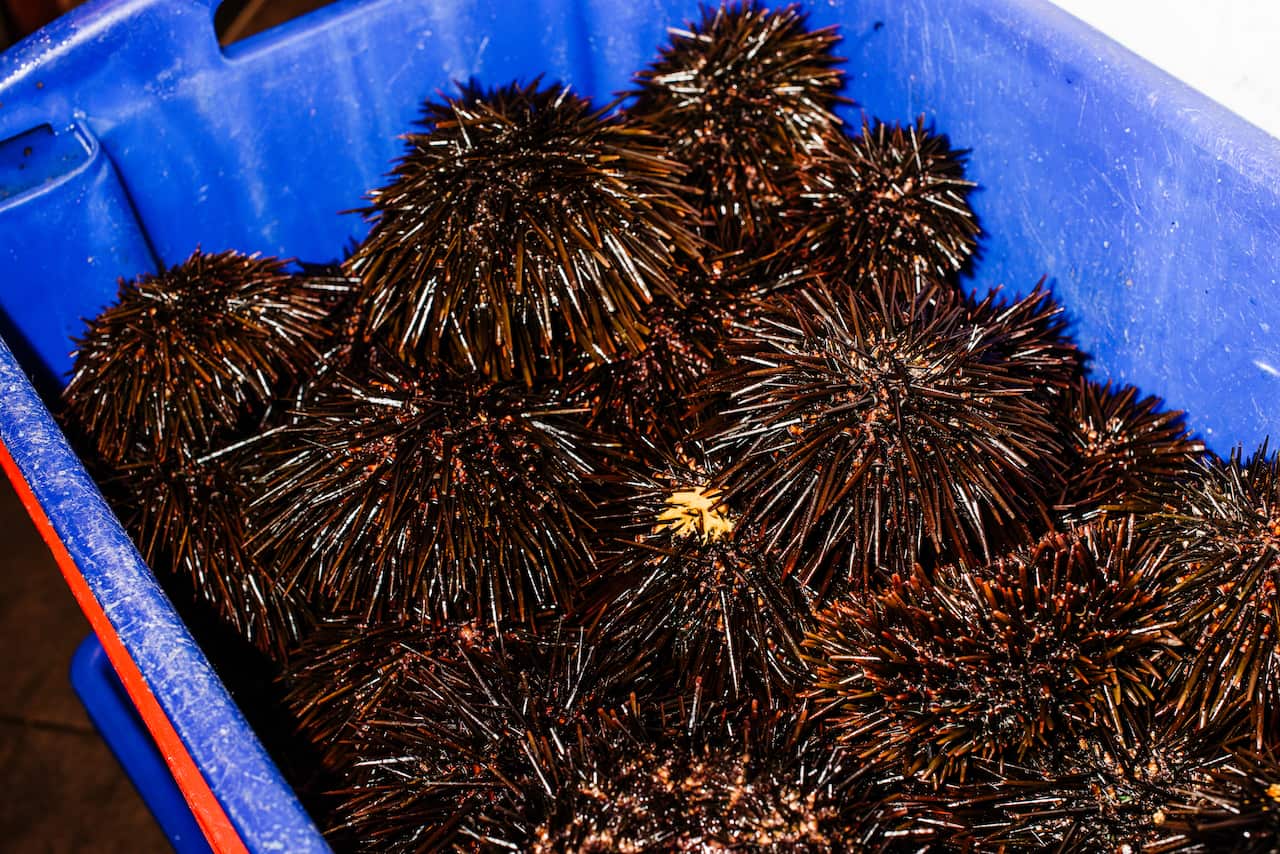 Sea urchin