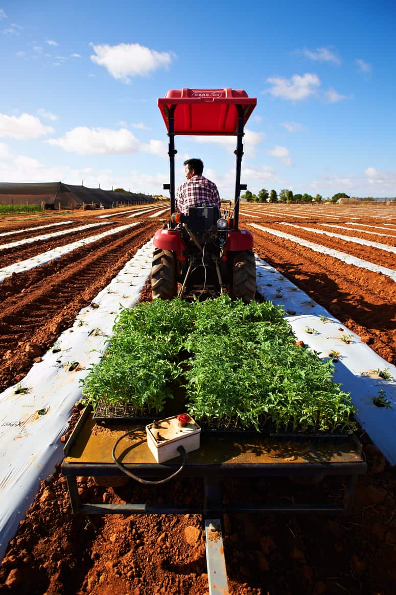 Seedlings on tractor