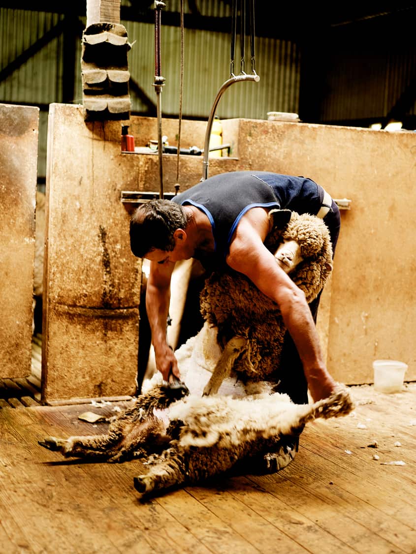 Shearing season, Lally family