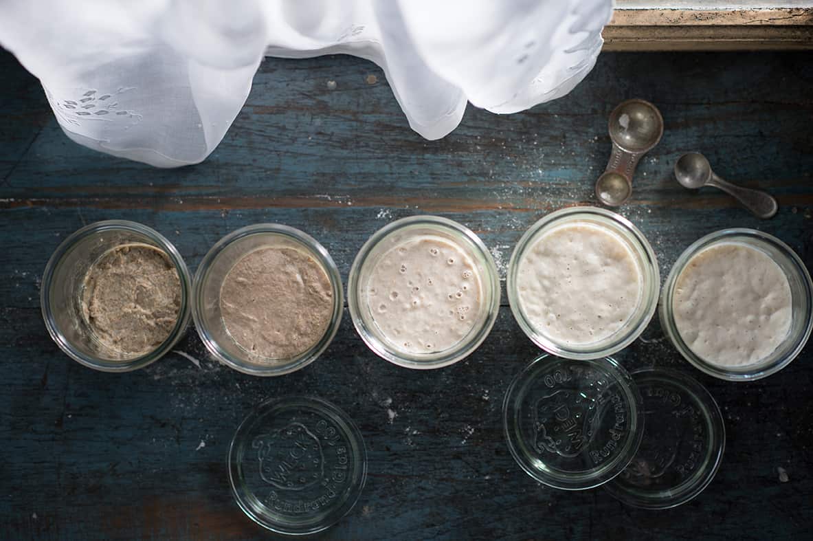 Sourdough starter