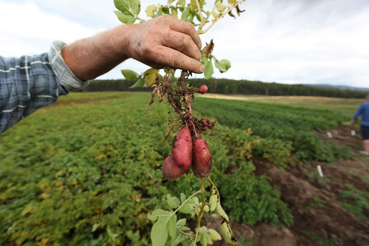 Gourmet Farmer Afloat - spud life