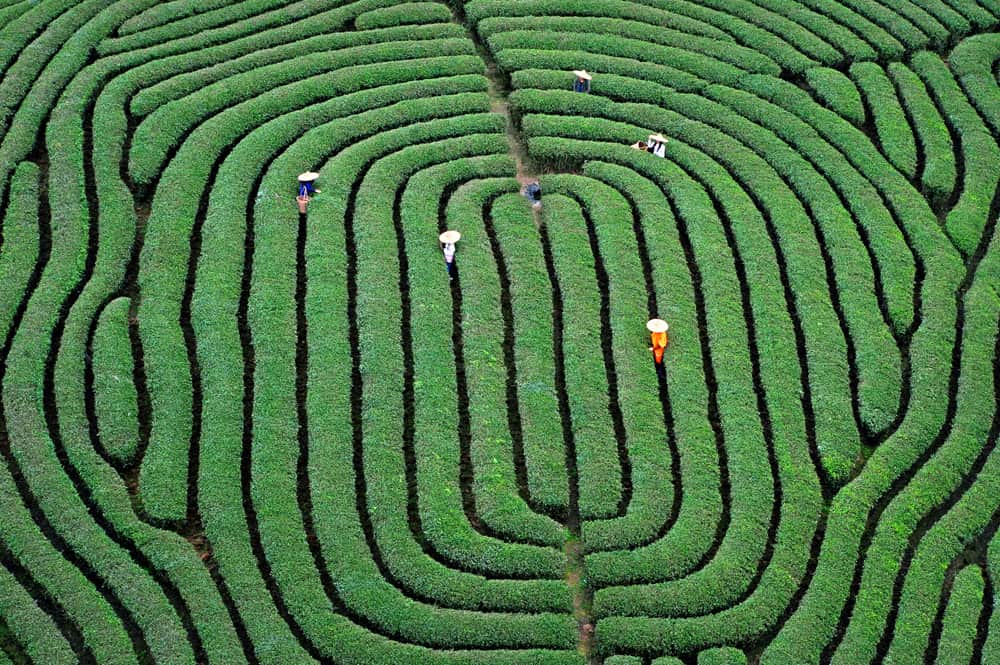 Tea fields in Fujian