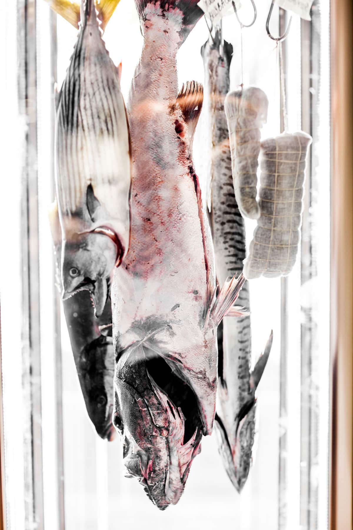Fish are hung on butcher's hooks in a static cool room to allow air to circulate freely around them.