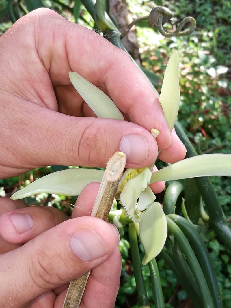 Hand-pollination of vanilla flower