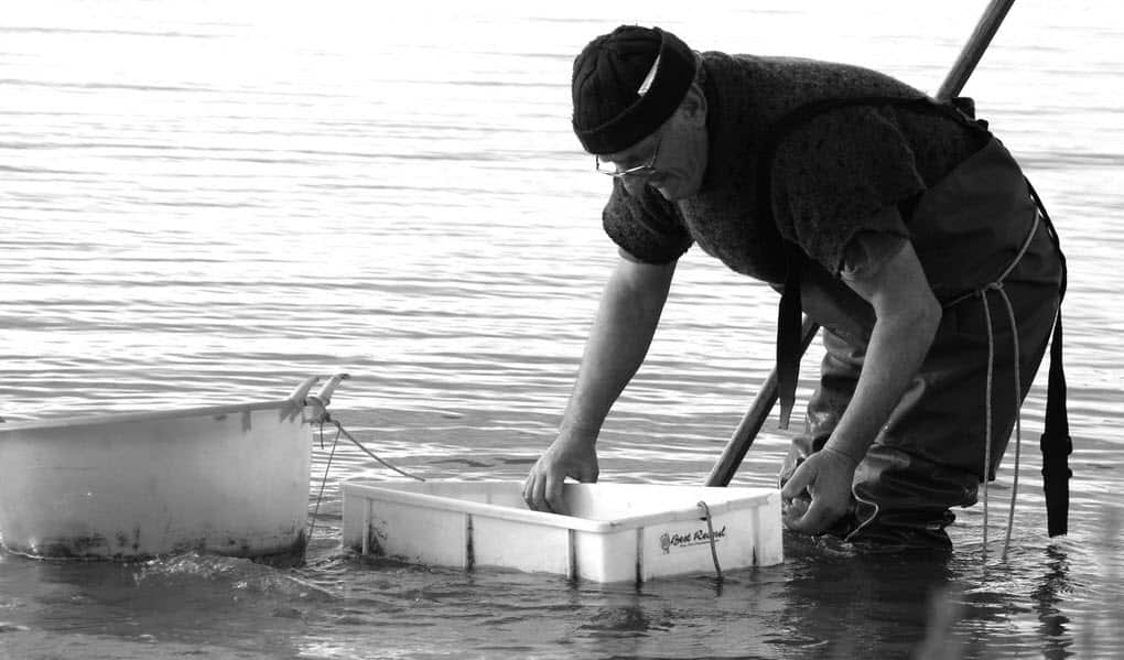 A vongolaro at work.