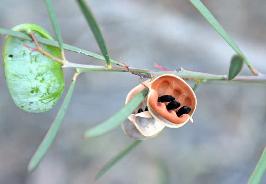 Wattle seed pod