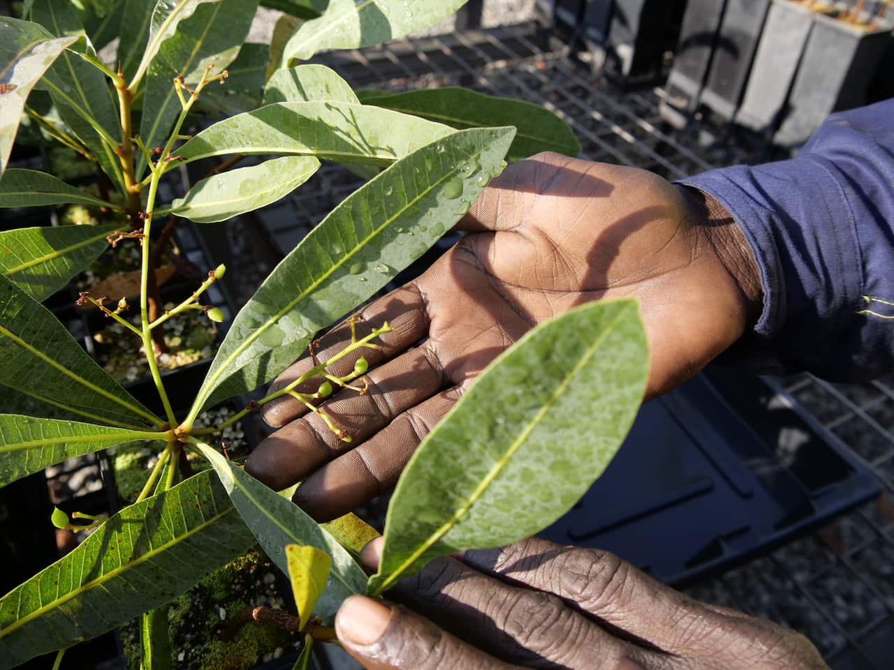A young green plum plant.