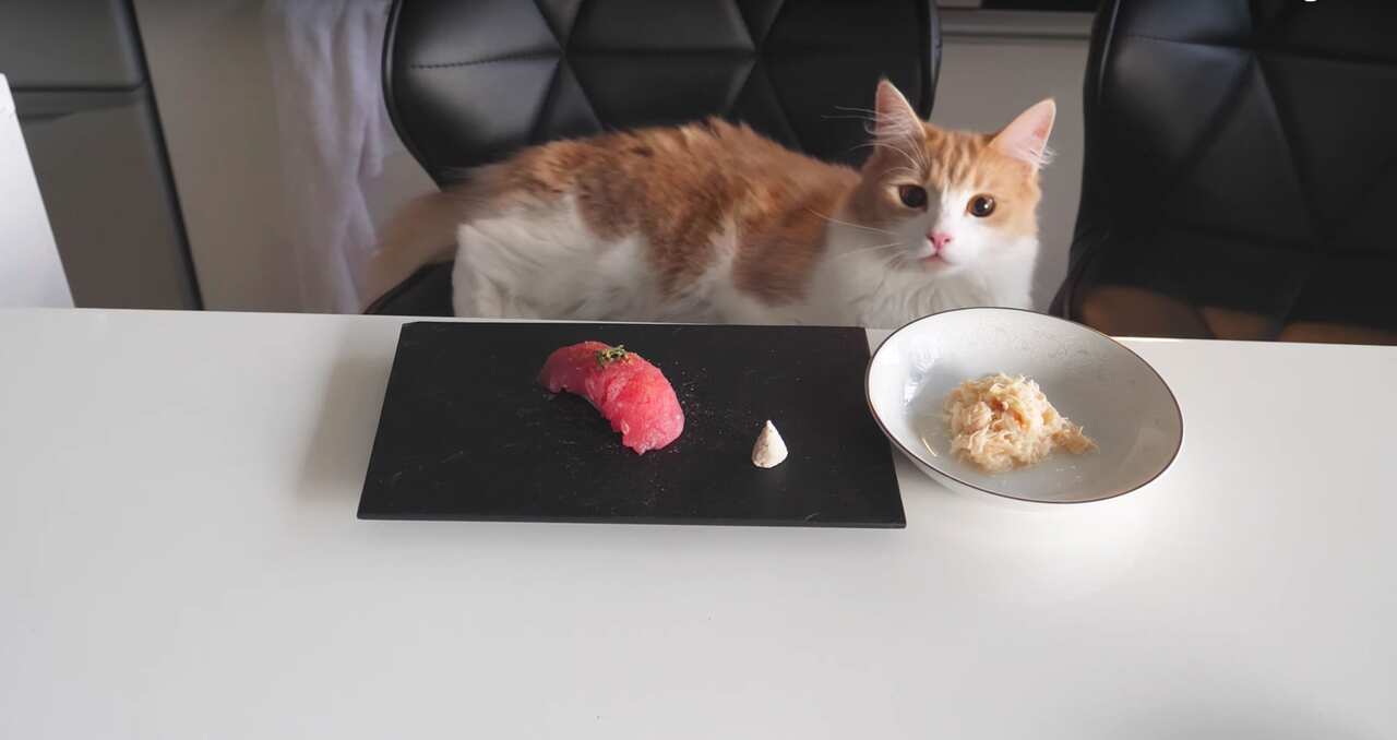 Who needs the store-bought pet stuff?