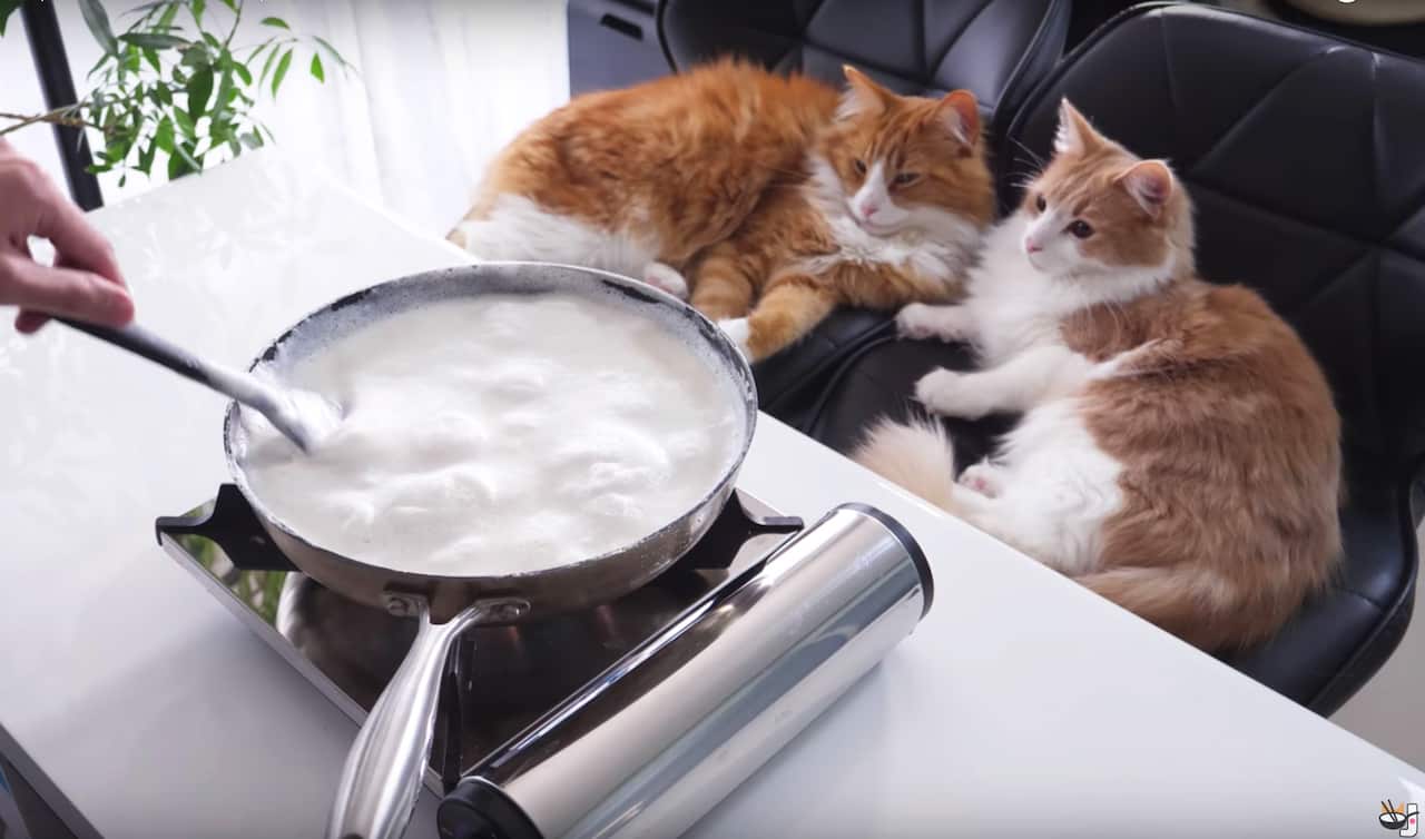 These pets eat incredibly well.